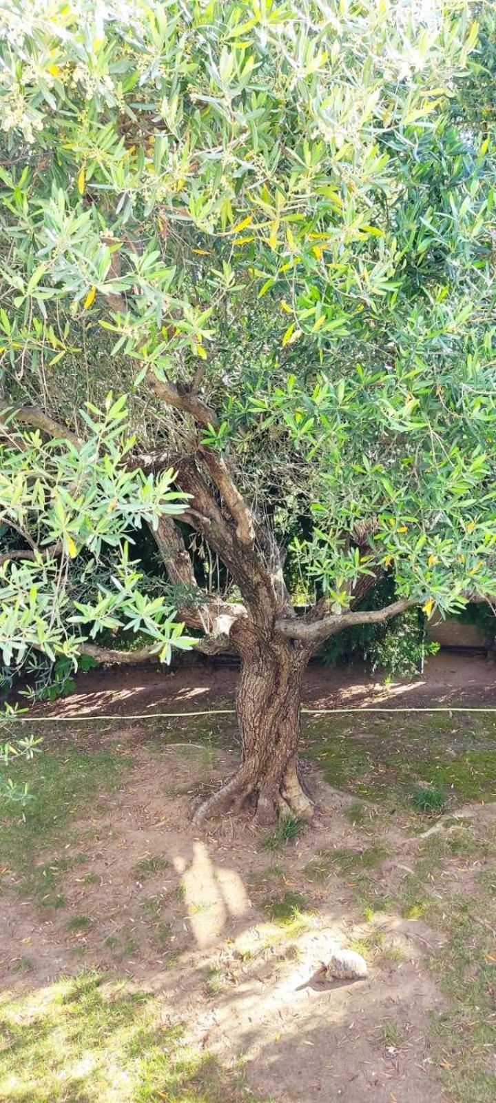 Dimos Bungalows Palaiontsiflikion Bagian luar foto